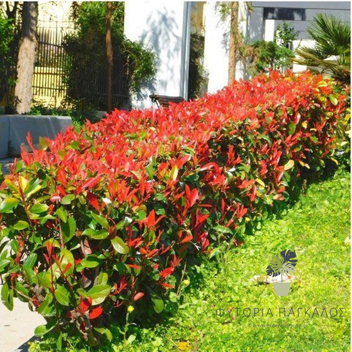 Φωτίνια (Photinia fraseri) – Φυτό Φράχτη με Κόκκινα Φύλλα - 3